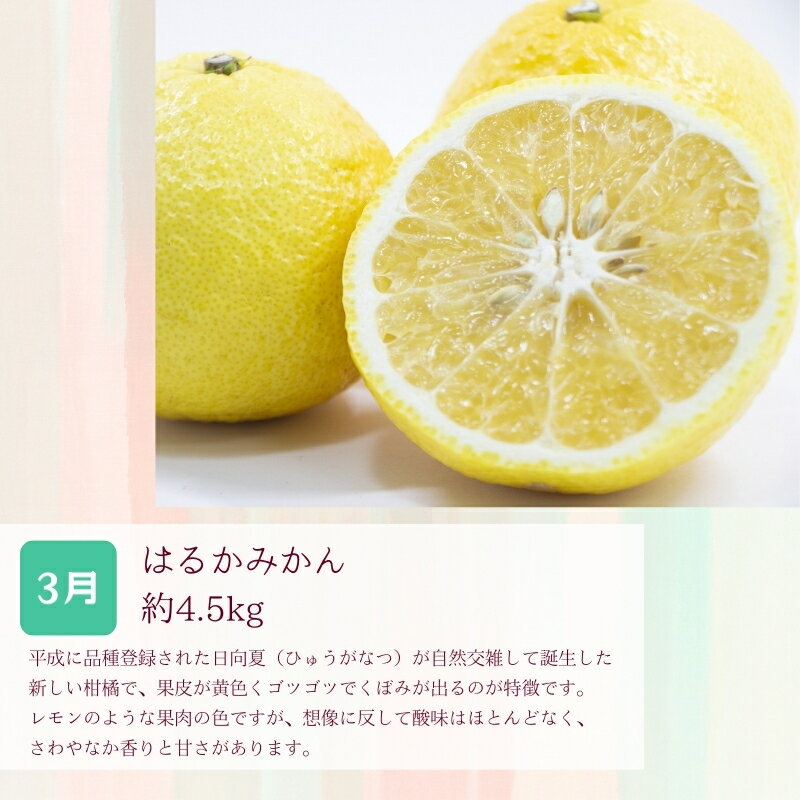 【ふるさと納税】 定期便全3回 【2月・3月・4月発送】 和歌山の春の柑橘 （ポンカン・はるか・ブラッドオレンジ）秀品【TM173】 | フルーツ 果物 くだもの 食品 人気 おすすめ 送料無料 サムネイル3