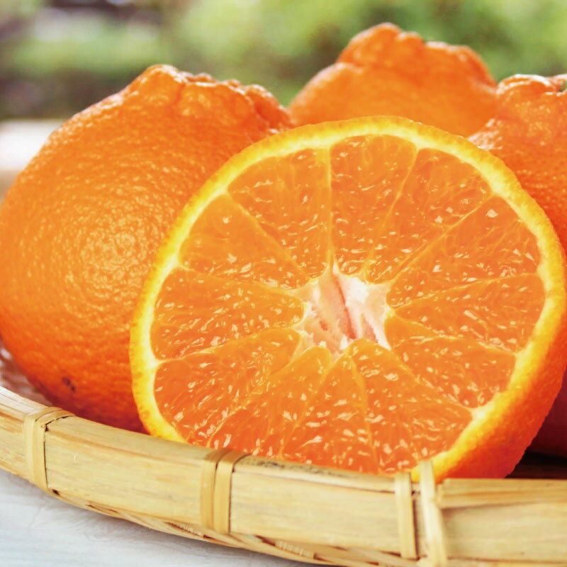 完熟紀州不知火 約3kg 約5kg 【2026年2月下旬頃〜2026年3月中旬頃に順次発送予定】【先行予約】 | フルーツ 果物 くだもの 食品 人気 おすすめ 送料無料 産地直送