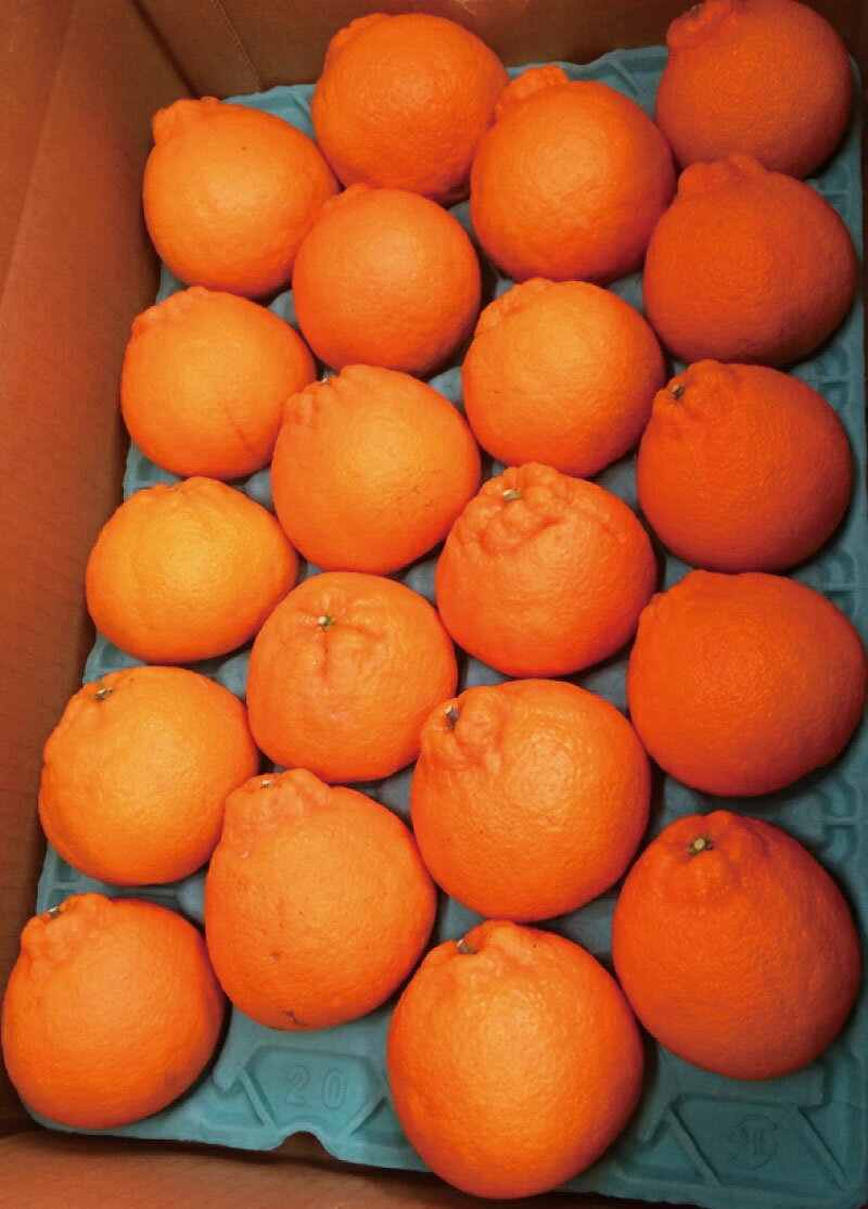 【ふるさと納税】 完熟紀州不知火 約3kg 約5kg 【2026年2月下旬頃〜2026年3月中旬頃に順次発送予定】【先行予約】 | フルーツ 果物 くだもの 食品 人気 おすすめ 送料無料 産地直送 サムネイル3