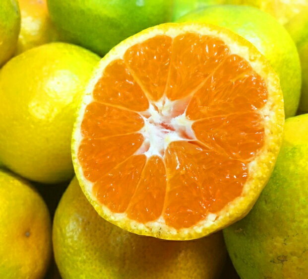 紀州和歌山有田産ゆら早生みかん 約5kg 約10kg 【2026年10月中旬頃～11月上旬頃に順次発送予定】【先行予約】 | フルーツ 果物 くだもの 食品 人気 おすすめ 送料無料 産地直送