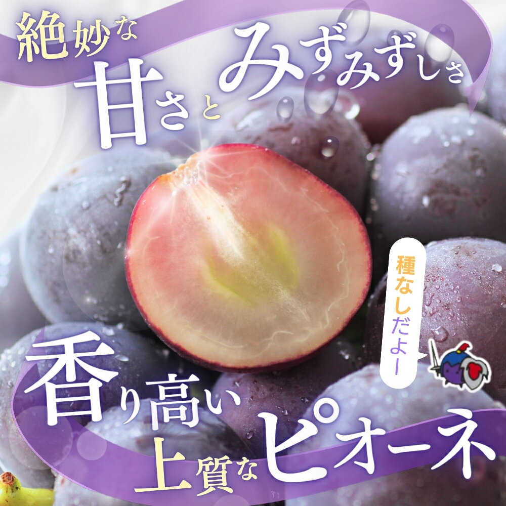 【ふるさと納税】 種なしピオーネ＜ぶどう 約1.2kg 約2kg 約2.5kg 約2.8kg ＞【2026年8月下旬〜9月中旬頃発送予定】 | 果物 フルーツ ぶどう 葡萄 ブドウ スイーツ かつらぎ町産 青果 食品 人気 おすすめ 送料無料 サムネイル2