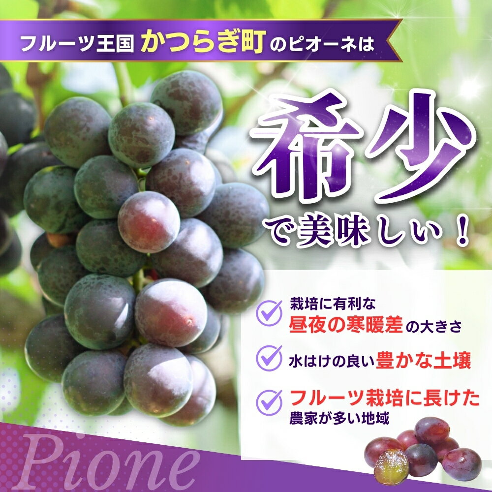 【ふるさと納税】 種なしピオーネ＜ぶどう 約1.2kg 約2kg 約2.5kg 約2.8kg ＞【2026年8月下旬〜9月中旬頃発送予定】 | 果物 フルーツ ぶどう 葡萄 ブドウ スイーツ かつらぎ町産 青果 食品 人気 おすすめ 送料無料 サムネイル3