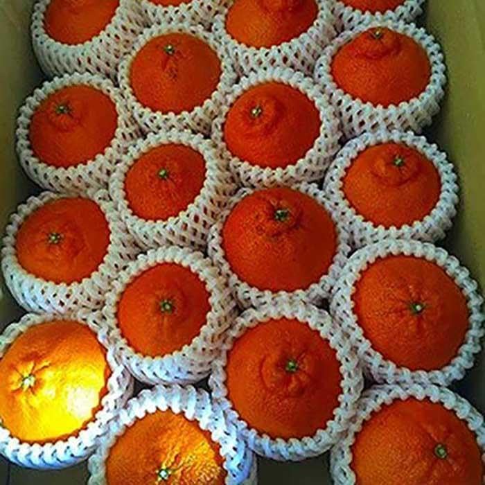 【ふるさと納税】 【甘さ絶品】しらぬい(約4kg) 【2026年2月中旬〜2026年3月下旬発送】 サムネイル2