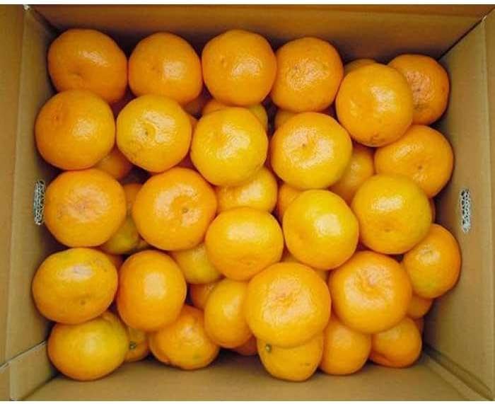 【ふるさと納税】 【太陽の恵み】和歌山みかん(約5kg) 【2025年12月上旬〜2026年1月下旬発送】 サムネイル2