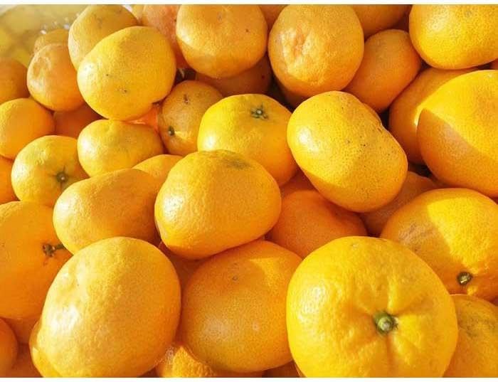 【ふるさと納税】 【太陽の恵み】和歌山みかん(約5kg) 【2025年12月上旬〜2026年1月下旬発送】 サムネイル3