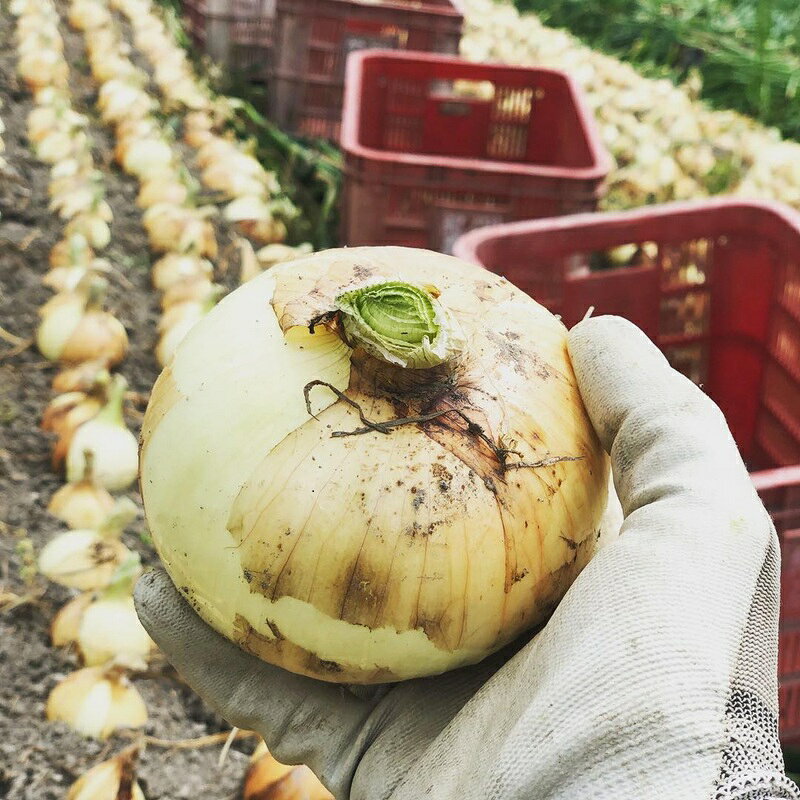 【ふるさと納税】 【2026年発送分・先行予約】農家さん直送　低農薬玉ねぎSサイズ　約10kg【2026年4月中旬～7月中旬発送予定】 - 画像3