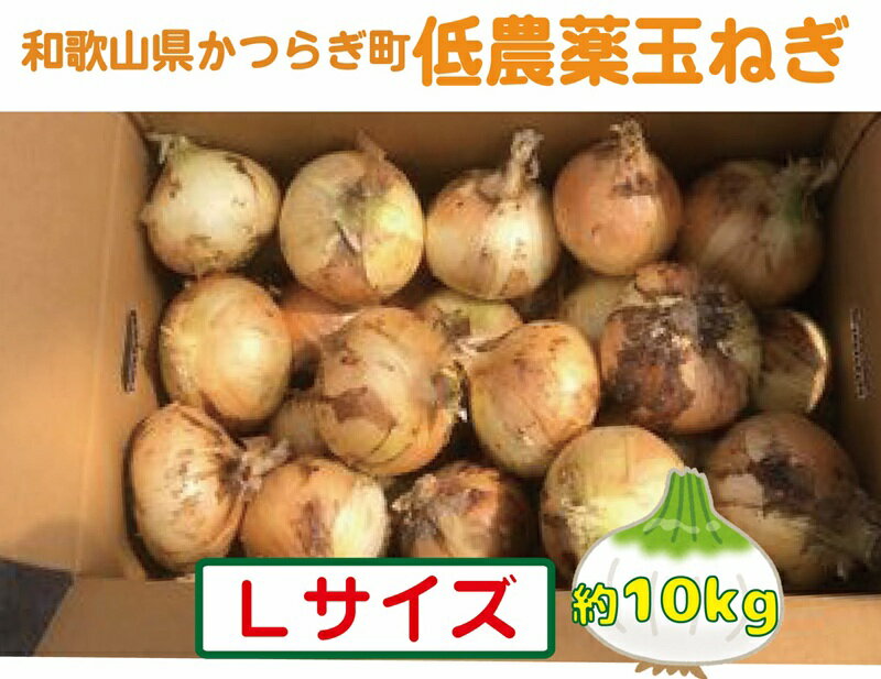 【2026年発送分・先行予約】農家さん直送　低農薬玉ねぎLサイズ　約10kg【2026年4月中旬～7月中旬発送予定】