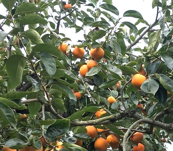 【ふるさと納税】 柿 富有柿【秀品】和歌山県産 約3.5kg【2025年11月中旬から2025年12月上旬発送】 サムネイル2