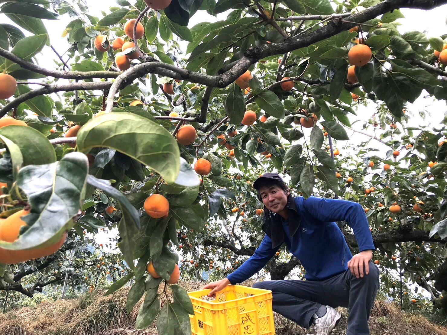 【ふるさと納税】 柿 富有柿【秀品】和歌山県産 約3.5kg【2025年11月中旬から2025年12月上旬発送】 サムネイル3