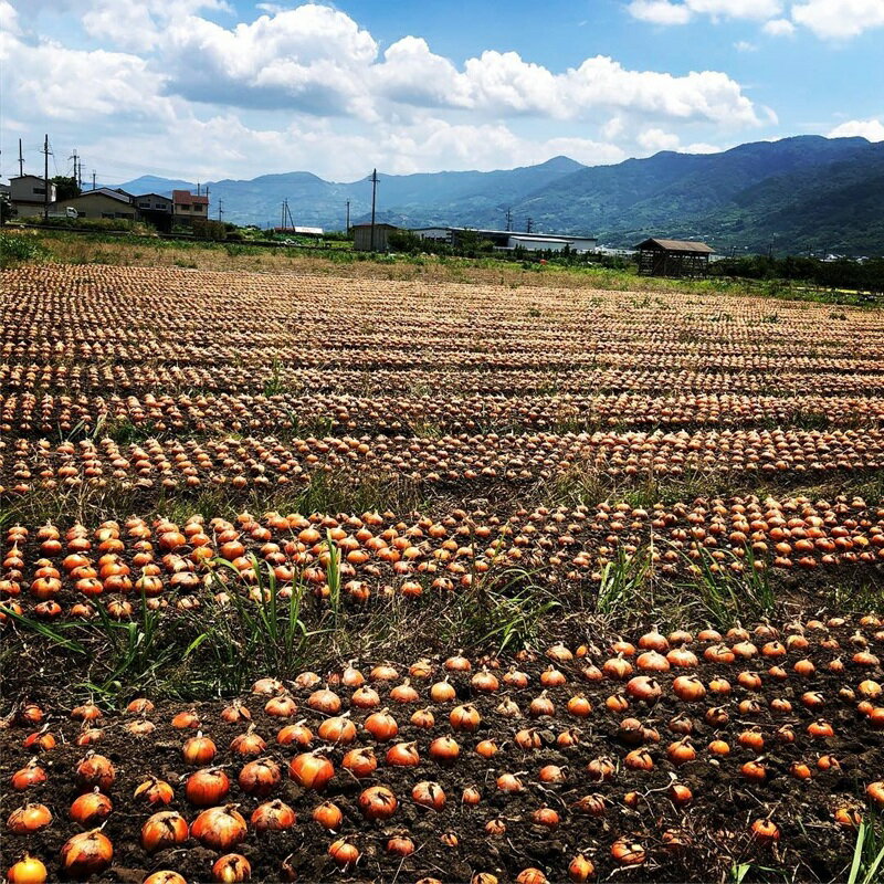 【ふるさと納税】 【2026年発送分・先行予約】【訳あり】農家さん直送　低農薬玉ねぎ　約4kg　S～2L混合【2026年4月中旬～7月中旬発送予定】 | 野菜 やさい 食品 人気 おすすめ 送料無料 - 画像2