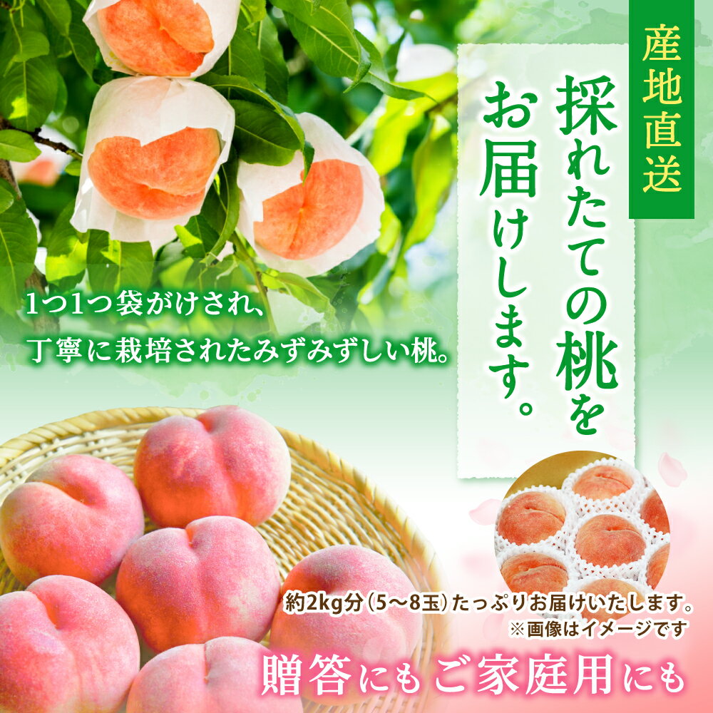 【ふるさと納税】 ☆2026年先行予約☆ 和歌山県産 川中島白桃 5〜8玉入り 秀品 先行予約【2026年7月下旬から8月中旬ごろ発送】/ かつらぎ町 和歌山県産 桃 モモ 川中島 フルーツ 果物 くだもの 人気 産地直送 厳選 甘い 予約 サムネイル3