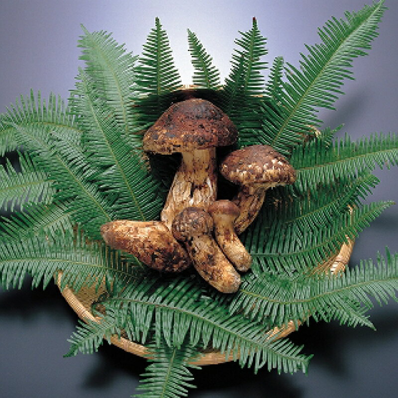 【ふるさと納税】 【2026年発送分】香り・歯応え・味ともに最高級！希少な国産松茸【高野松茸】約200g【化粧箱入】【2026年10月中旬〜11月中旬発送予定】 - 画像2