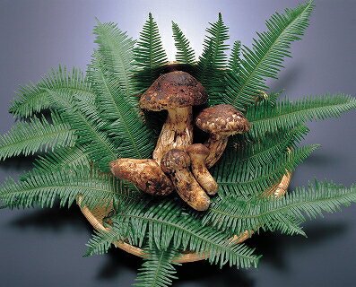 【ふるさと納税】 【2026年発送分】香り・歯応え・味ともに最高級！希少な国産松茸【高野松茸】約300g【化粧箱入】【2026年10月中旬〜11月中旬頃発送予定】 - 画像2