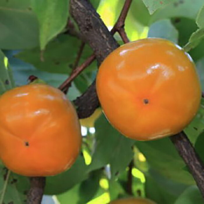 【ふるさと納税】和歌山産たねなし柿（サイズおまかせ）約7.5kg・秀品★2025年10月頃より順次発送［TM10］ | 和歌山県 和歌山 九度山町 楽天ふるさと納税 楽天ふるさと 納税 返礼品 支援品 柿 かき カキ フルーツ 果物 ふるーつ くだもの お取り寄せ ご当地 名産品 特産品 サムネイル3