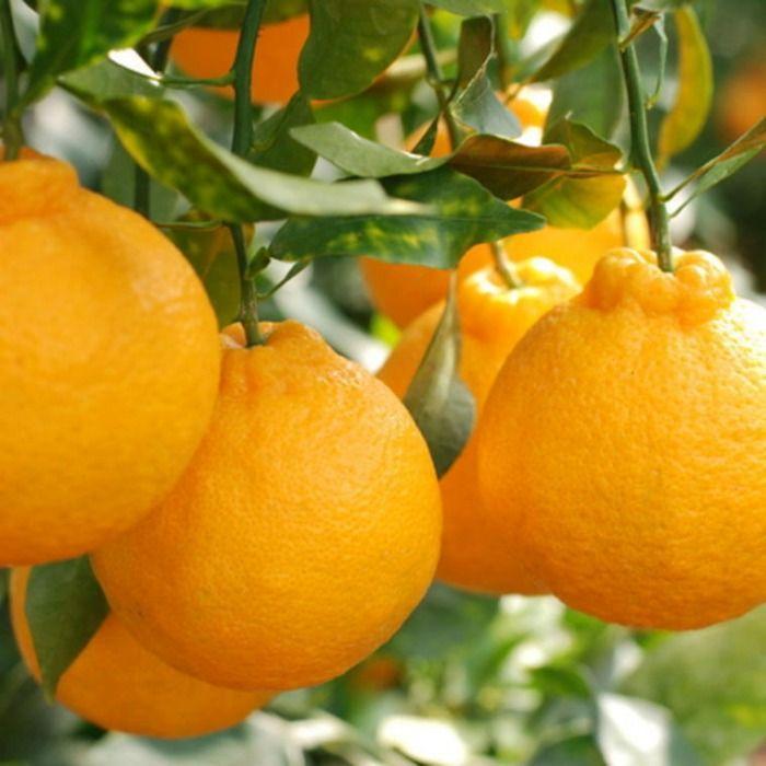 【ふるさと納税】［お味濃厚］紀州有田産の大玉デコポン約5kg(12玉～18玉入り・青秀以上) ★2026年1月中旬頃より順次発送［TM25］ | 和歌山県 和歌山 和歌山県九度山町 ふるさと 納税 楽天ふるさと 支援 支援品 返礼品 お礼の品 名産 名産品 特産 特産品 お取り寄せ 果物 サムネイル2