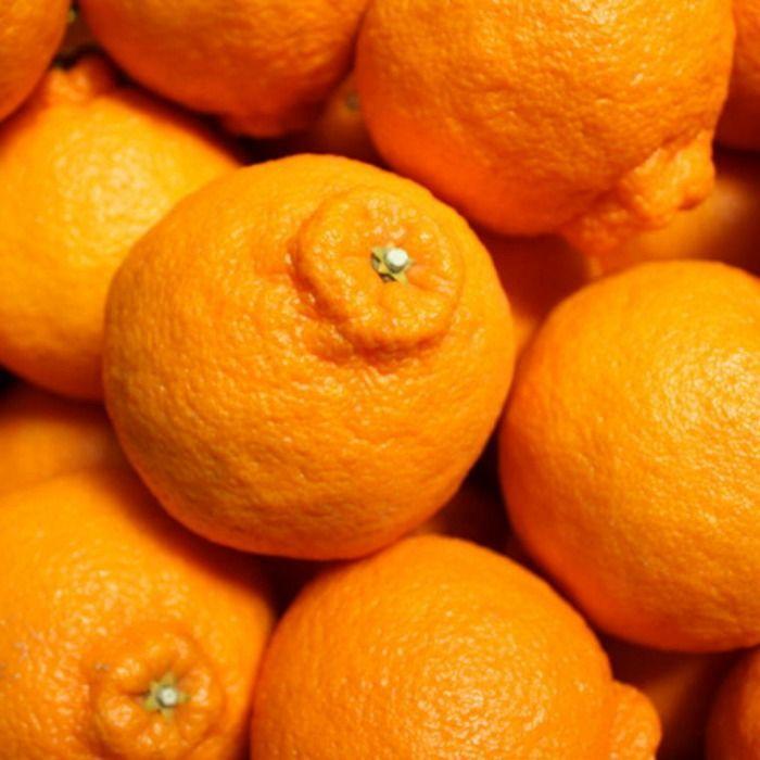 【ふるさと納税】［お味濃厚］紀州有田産の大玉デコポン約5kg(12玉～18玉入り・青秀以上) ★2026年1月中旬頃より順次発送［TM25］ | 和歌山県 和歌山 和歌山県九度山町 ふるさと 納税 楽天ふるさと 支援 支援品 返礼品 お礼の品 名産 名産品 特産 特産品 お取り寄せ 果物 サムネイル3