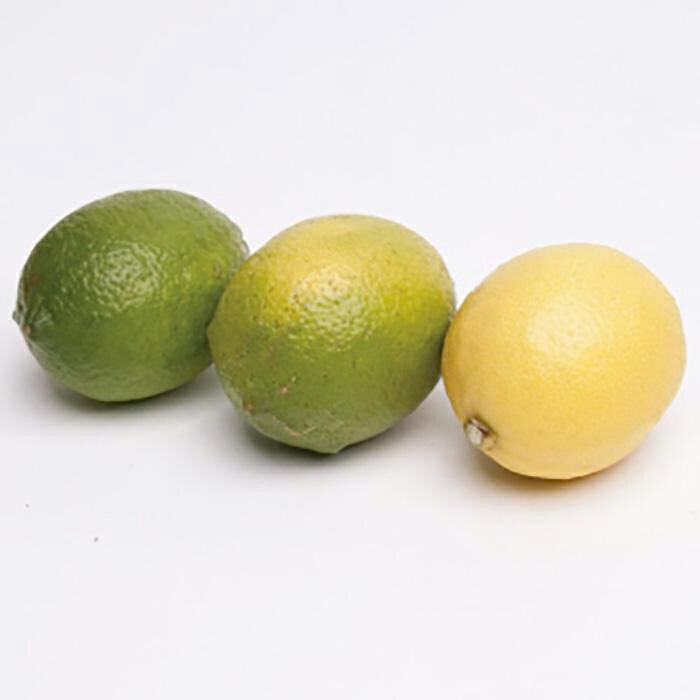 【ふるさと納税】家庭用 レモン1kg+250g（傷み補償分）【和歌山有田産】【防腐剤・WAX不使用、安心の国産レモン】【わけあり・訳ありレモン】［IKE125］ | 和歌山県 和歌山 九度山町 楽天ふるさと 納税 果物 くだもの フルーツ 旬の果物 果実 サムネイル3