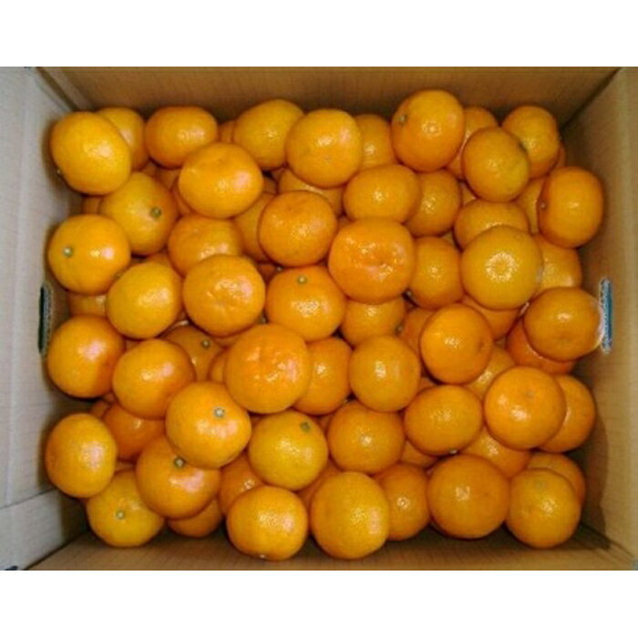 紀州有田みかん こつぶちゃん 約5kg SSサイズ［SL47］ | 和歌山 みかん ミカン 蜜柑 柑橘 柑橘類 かんきつ 果物 くだもの フルーツ 旬の果物 食品 食べ物 果実 おいしい 美味しい おいしいみかん 子供 おやつ ギフト 贈り物 プレゼント