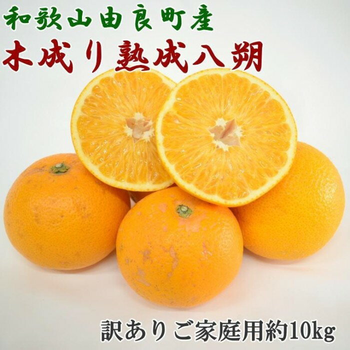 ［産直］和歌山由良町産の木成り熟成八朔訳ありご家庭用約10kg（サイズ混合）★2026年3月中旬頃より順次発送［TM134］ | 和歌山 九度山町 楽天ふるさと 特産品 名産品 果物 くだもの フルーツ 旬の果物 果実 食品