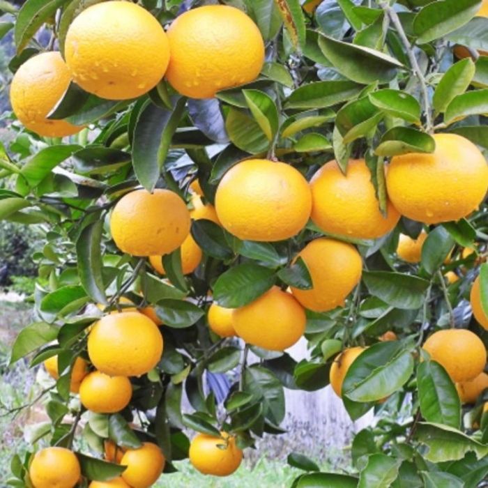 【ふるさと納税】［産直］和歌山由良町産の木成り熟成八朔訳ありご家庭用約10kg（サイズ混合）★2026年3月中旬頃より順次発送［TM134］ | 和歌山 九度山町 楽天ふるさと 特産品 名産品 果物 くだもの フルーツ 旬の果物 果実 食品 サムネイル3