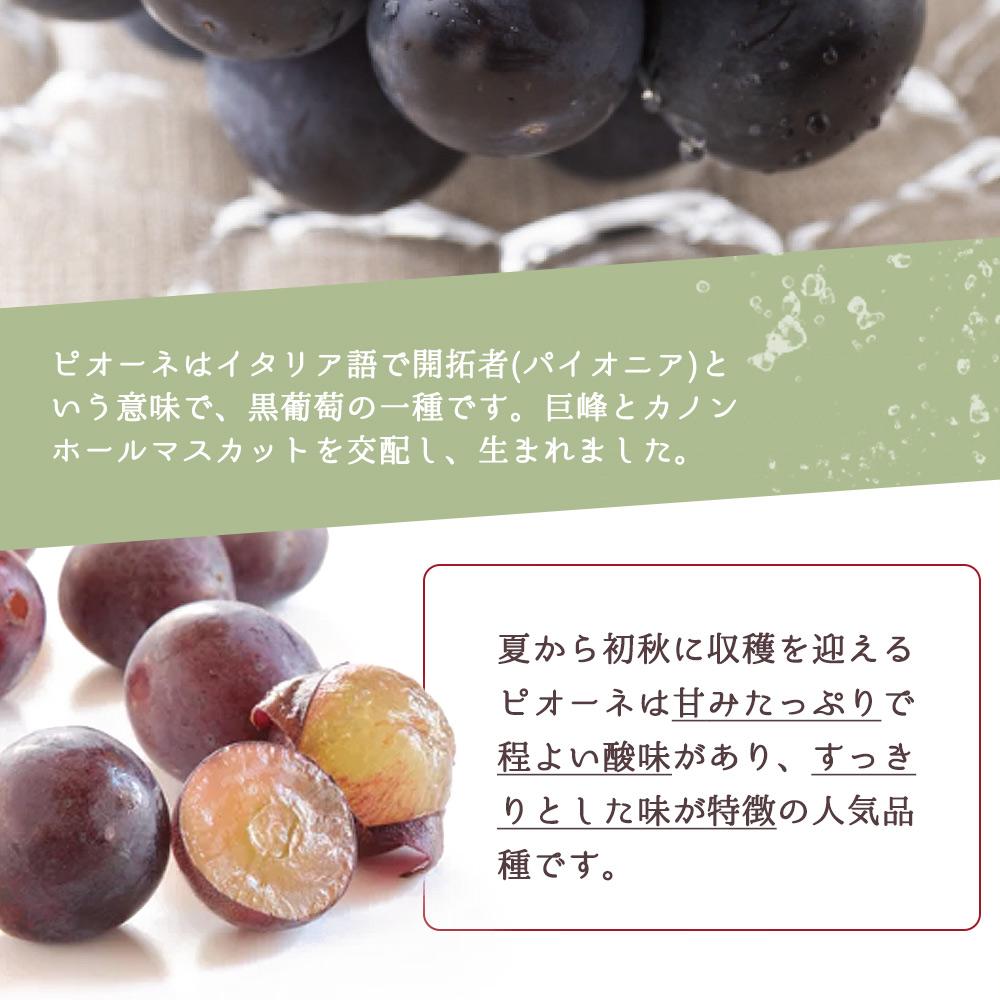 【ふるさと納税】ピオーネ 約2kg　紀州和歌山 かつらぎ産［2026年8月下旬以降発送予定］［UT119］ サムネイル3