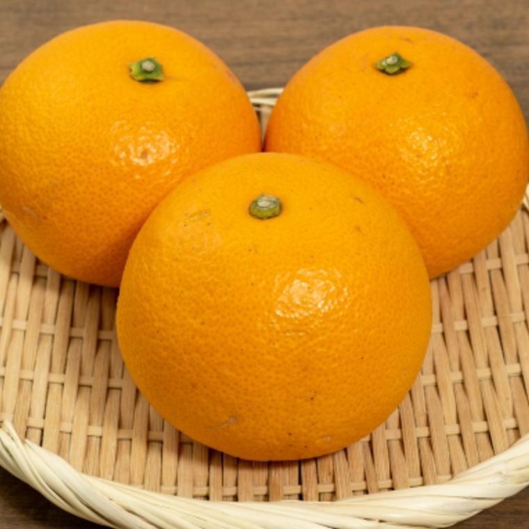 【ふるさと納税】［希少品］和歌山県産紅八朔約5kg（サイズ混合）★2026年1月下旬頃より順次発送［先行予約］［TM88］ | 柑橘 フルーツ 果物 くだもの 食品 人気 おすすめ 送料無料 サムネイル2