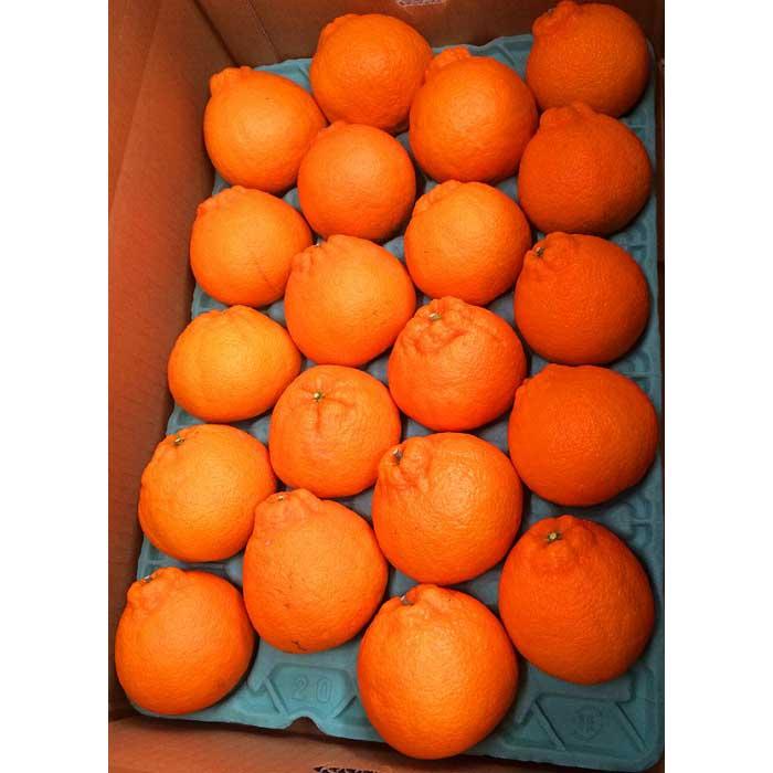 【ふるさと納税】紀州有田産不知火(しらぬひ) 約5kg［2026年2月中旬以降発送］［先行予約］［UT40］ サムネイル3