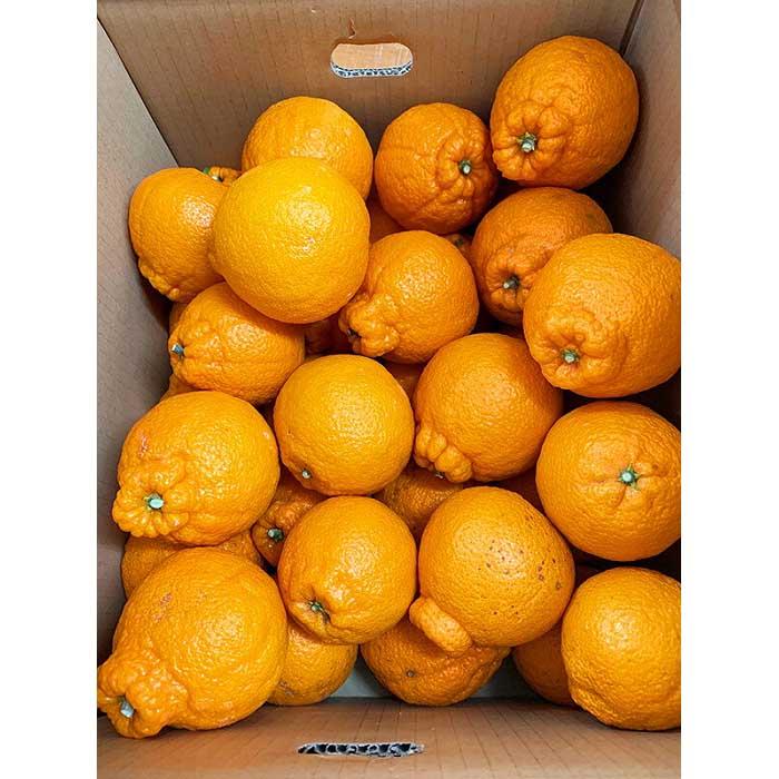 【ふるさと納税】［ご家庭用訳有り］紀州有田産不知火(しらぬひ) 約8.5kg［2026年2月中旬以降発送］［先行予約］［UT41］ サムネイル3