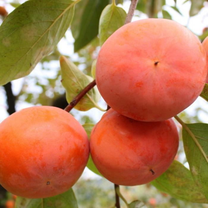 【ふるさと納税】≪柿の名産地≫九度山の富有柿約7.5kgサイズおまかせ★2025年11月上旬頃より順次発送【TM2】 サムネイル3