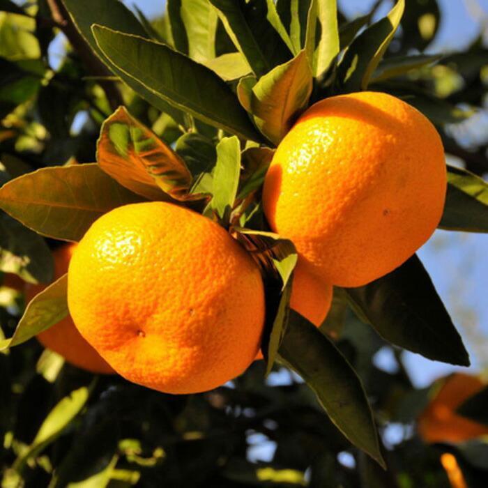 【ふるさと納税】【産直・秀品】和歌山下津みかん約5kg(SサイズまたはMサイズのいずれかをお届け) ★2025年11月中旬頃より順次発送【TM73】 サムネイル3