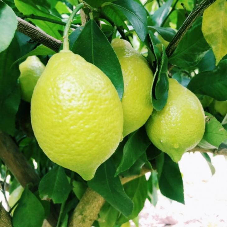 【ふるさと納税】有田産の安心国産レモン約5kg （サイズ混合）★2025年10月下旬頃より順次発送［TM15］ | フルーツ 果物 くだもの 食品 人気 おすすめ 送料無料 サムネイル2