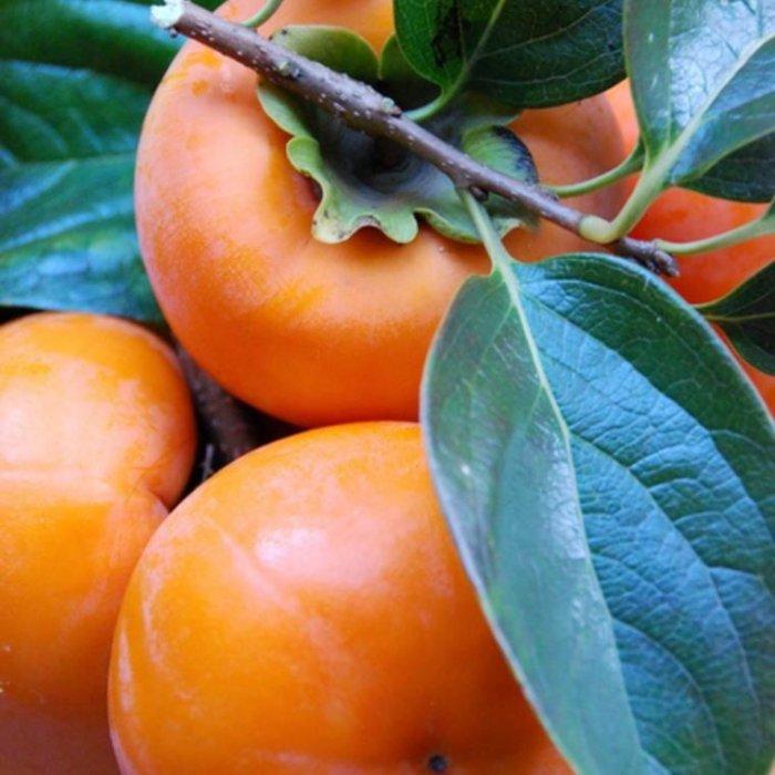 【ふるさと納税】［まごころ栽培］九度山の冷蔵富有柿Lサイズ6玉入り★2026年1月下旬頃より順次発送［TM121］ | フルーツ 果物 くだもの 食品 人気 おすすめ 送料無料 サムネイル3