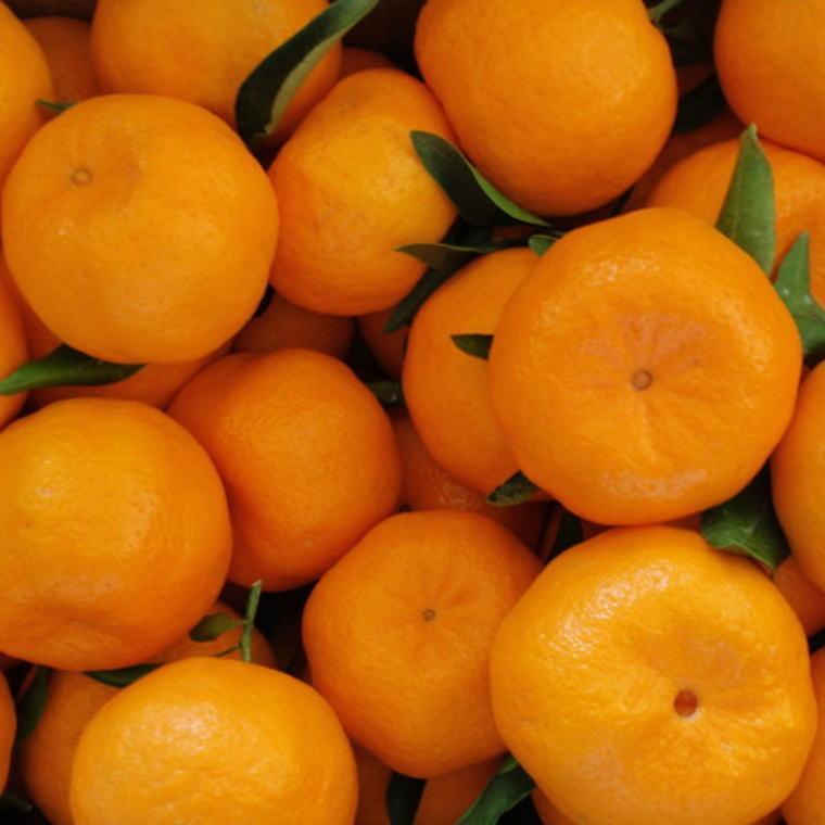 【ふるさと納税】和歌山産ポンカン約5kg（サイズ混合・秀優品）★2026年2月初旬頃より順次出荷［TM136］ | フルーツ 果物 くだもの 食品 人気 おすすめ 送料無料 サムネイル3