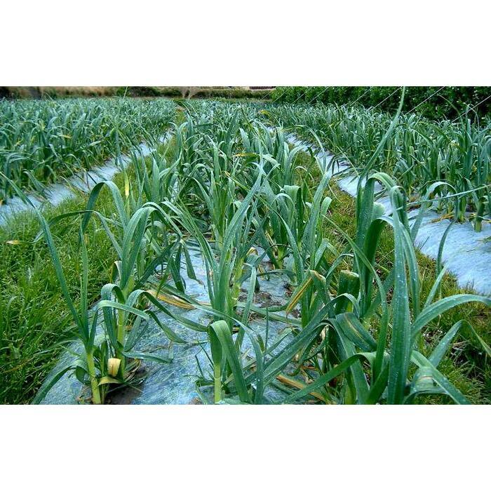 【ふるさと納税】由良町産にんにく 優品 約1.8kg(900g×2／M～Lサイズ)【SL18】 | 菜 やさい 食品 人気 おすすめ 送料無料 - 画像2