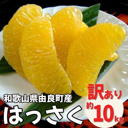 和歌山由良町産さつきはっさく 約10kg ［訳あり ご家庭用 赤秀・青秀］サイズ混合 ［SL42］ | フルーツ 果物 くだもの 食品 人気 おすすめ 送料無料