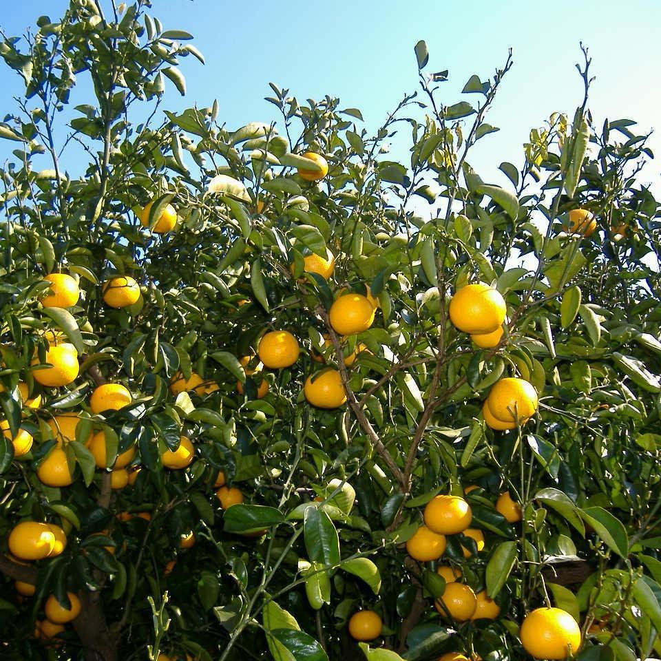 【ふるさと納税】和歌山由良町産さつきはっさく 約10kg ［訳あり ご家庭用 赤秀・青秀］サイズ混合 ［SL42］ | フルーツ 果物 くだもの 食品 人気 おすすめ 送料無料 サムネイル2