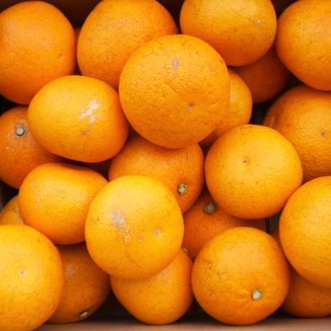 【ふるさと納税】和歌山由良町産さつきはっさく 約10kg ［訳あり ご家庭用 赤秀・青秀］サイズ混合 ［SL42］ | フルーツ 果物 くだもの 食品 人気 おすすめ 送料無料 サムネイル3