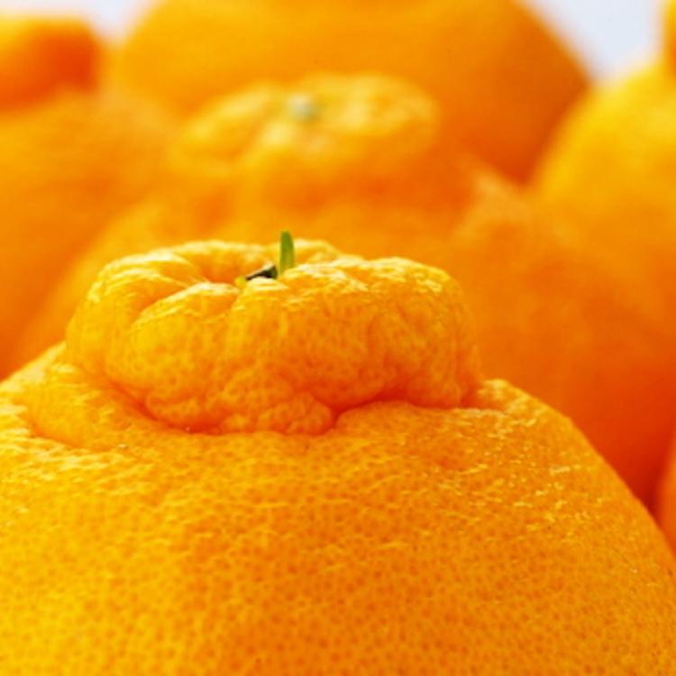 こだわり農家の 濃厚 不知火 12～24玉 (約5kg)［先行予約］［MS39］ | フルーツ 果物 くだもの 食品 人気 おすすめ 送料無料 農家直送