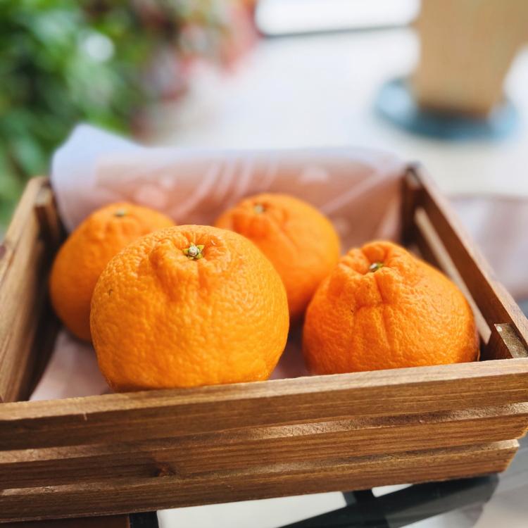 有田育ちの濃厚不知火(ご家庭用) 約2.5kg［先行予約］［MS40］ | フルーツ 果物 くだもの 食品 人気 おすすめ 送料無料 農家直送