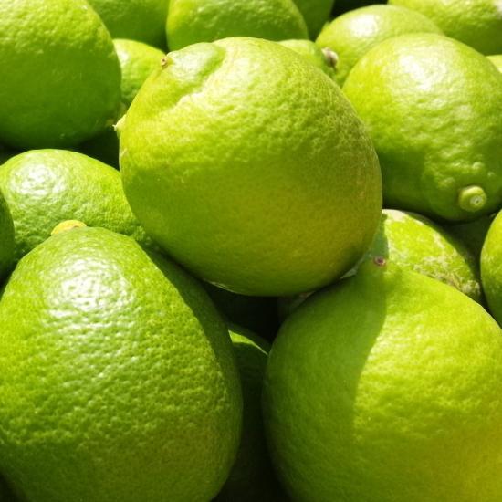 紀州和歌山 有田レモン（ご家庭用）約3kg ［先行予約］［国産］［農園直送］［ノーワックス・ノー防腐剤］［MS70］ | フルーツ 果物 くだもの 食品 人気 おすすめ 送料無料 農家直送