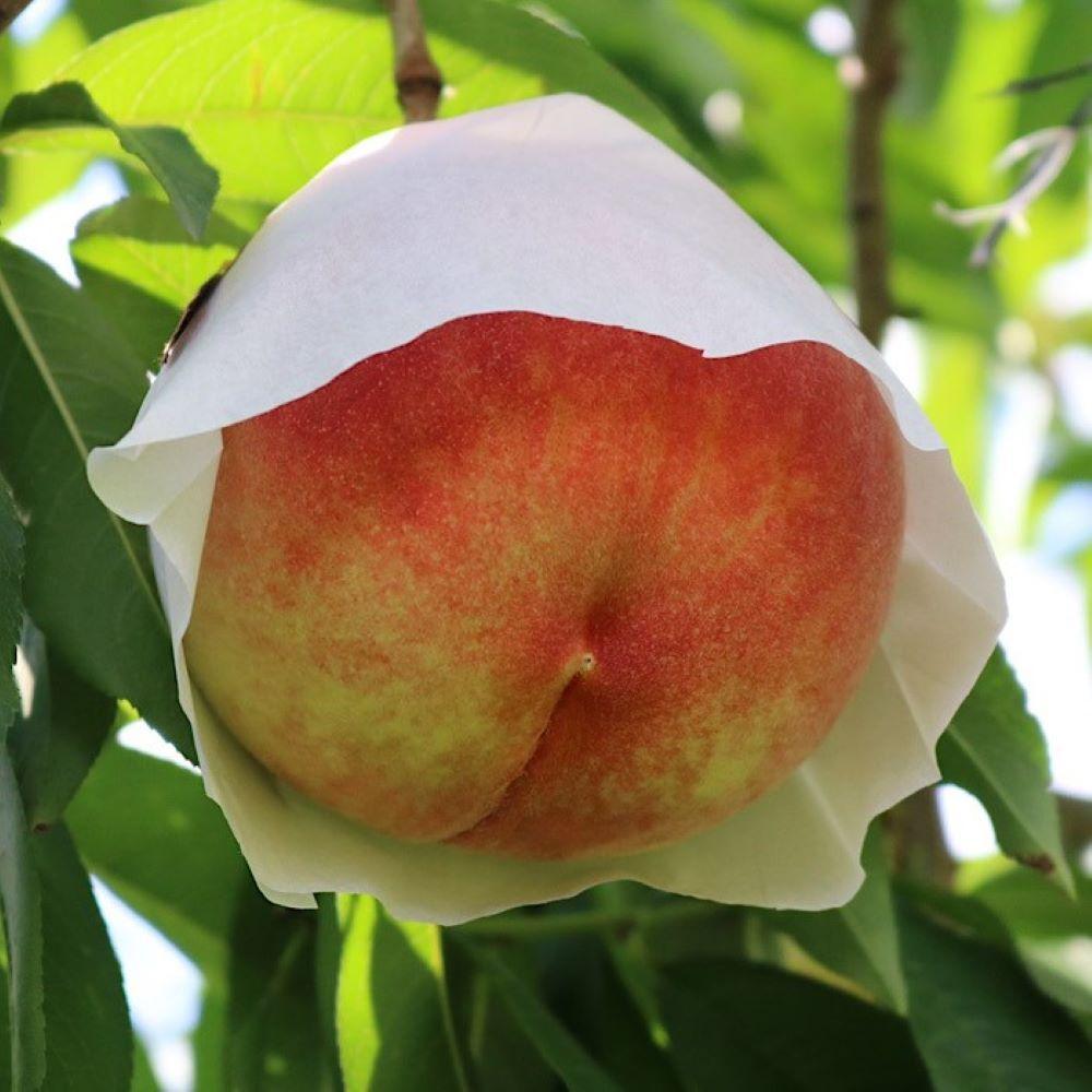 【ふるさと納税】和歌山県産 桃 5玉～8玉 約2kg 秀品［AS3］ | 桃 もも フルーツ 果物 くだもの 食品 人気 おすすめ 送料無料 サムネイル3