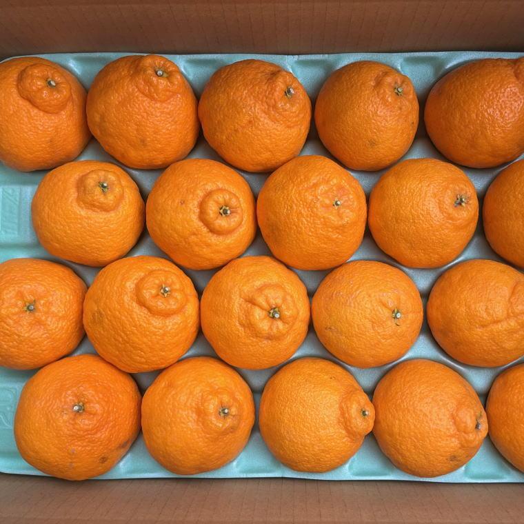 【ふるさと納税】和歌山県産不知火約5kg（18玉～24玉おまかせ）L～3Lサイズ★2026年2月下旬頃より順次発送［TM159］ | フルーツ 果物 くだもの 食品 人気 おすすめ 送料無料 サムネイル3