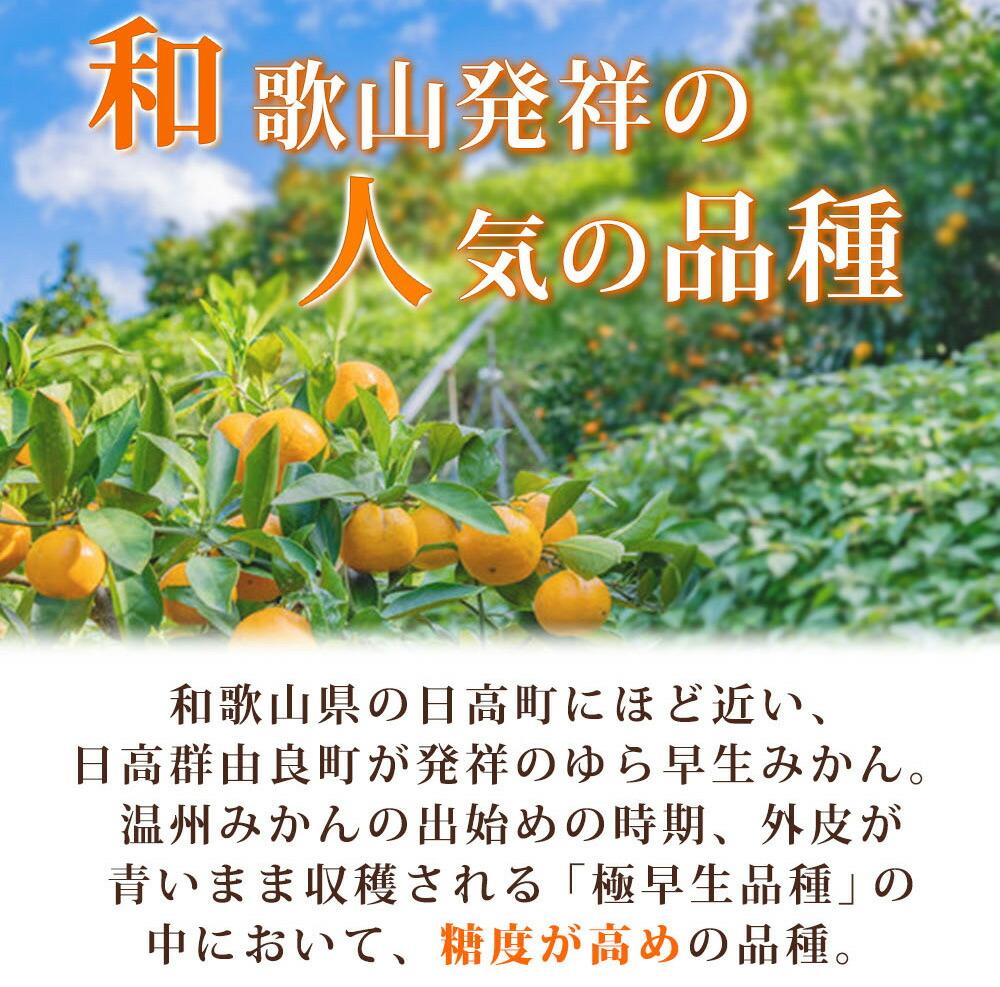 【ふるさと納税】紀州和歌山有田産ゆら早生みかん　5kg［2026年発送］［UT34］ サムネイル2