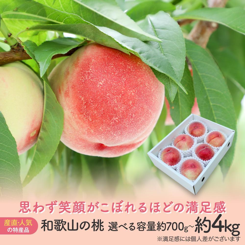 【産直・人気の特産品】和歌山の桃　約700g／1.5kg／2kg／4kg・秀選品★2026年6月下旬～8月中旬頃順次発送★ | もも 桃 フルーツ 和歌山 果物 先行予約 期間限定 2kg 少量 食べきり 秀 贈り物 プレゼント 人気 おすすめ 産地直送 和歌山県 高野町 高野山