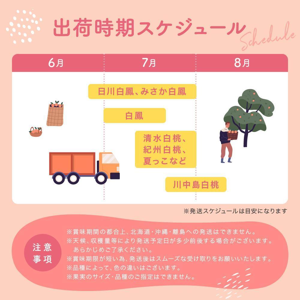【ふるさと納税】【産直・人気の特産品】和歌山の桃　約700g／1.5kg／2kg／4kg・秀選品★2026年6月下旬～8月中旬頃順次発送★ | もも 桃 フルーツ 和歌山 果物 先行予約 期間限定 2kg 少量 食べきり 秀 贈り物 プレゼント 人気 おすすめ 産地直送 和歌山県 高野町 高野山 サムネイル3