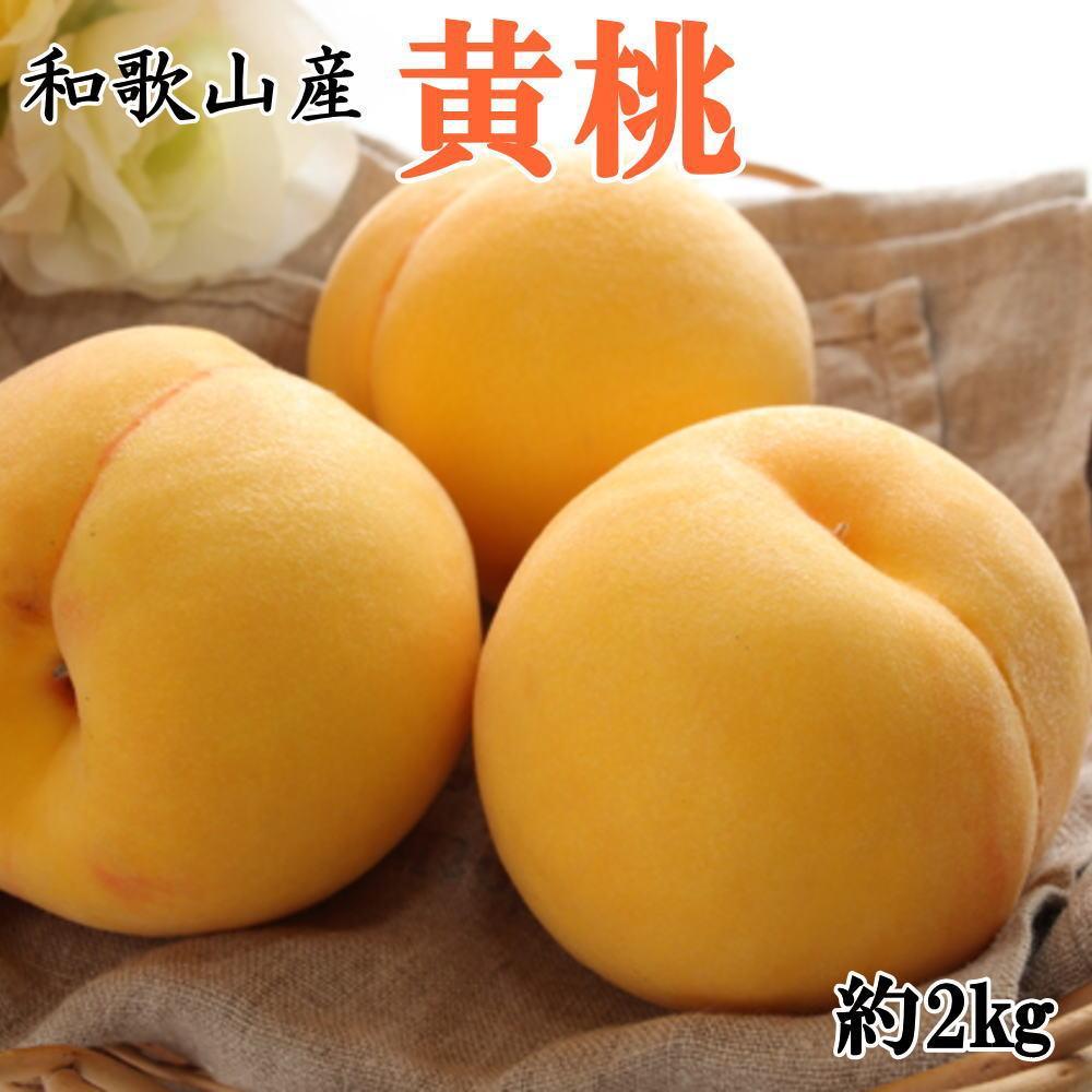 人気 和歌山県産 黄桃（つきあかり、ゆめおうみ）約2kg【数量限定】 ★2026年7月中旬～8月上旬頃順次発送★【TM177】 | もも 桃 フルーツ 黄金桃 つきあかり 和歌山 果物 先行予約 期間限定 2kg 少量 食べきり 秀 贈り物 プレゼント 人気 おすすめ 産地直送