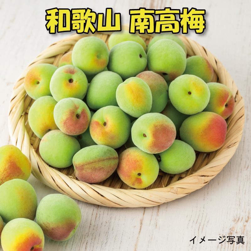 ［梅干・梅酒用］（LまたはM－10Kg）熟南高梅＜2026年6月上旬～7月7日発送予定＞フルーツ 果物 くだもの 食品 人気 おすすめ 送料無料［ART08］