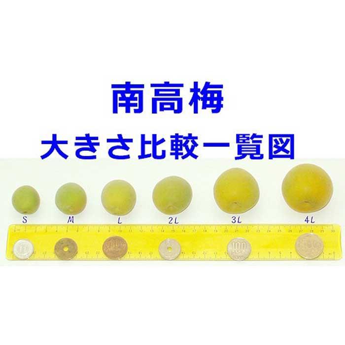 【ふるさと納税】［梅干・梅酒用］（LまたはM－10Kg）熟南高梅＜2026年6月上旬～7月7日発送予定＞フルーツ 果物 くだもの 食品 人気 おすすめ 送料無料［ART08］ サムネイル3