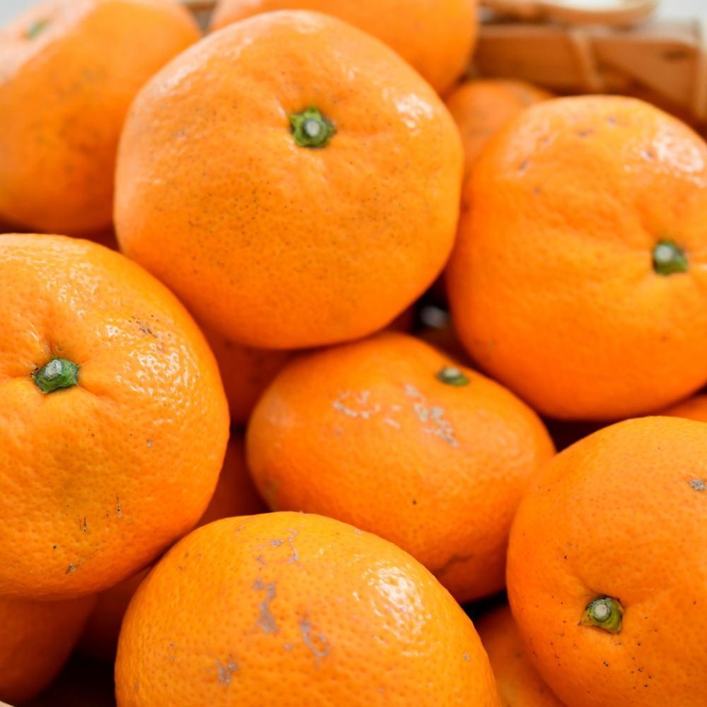 【ふるさと納税】[秀品]和歌山有田みかん約3kg（S～Lサイズ混合）★2025年11月中旬頃より順次発送【TM96】 | フルーツ 果物 くだもの 食品 人気 おすすめ 送料無料 定期便 産地直送 サムネイル2