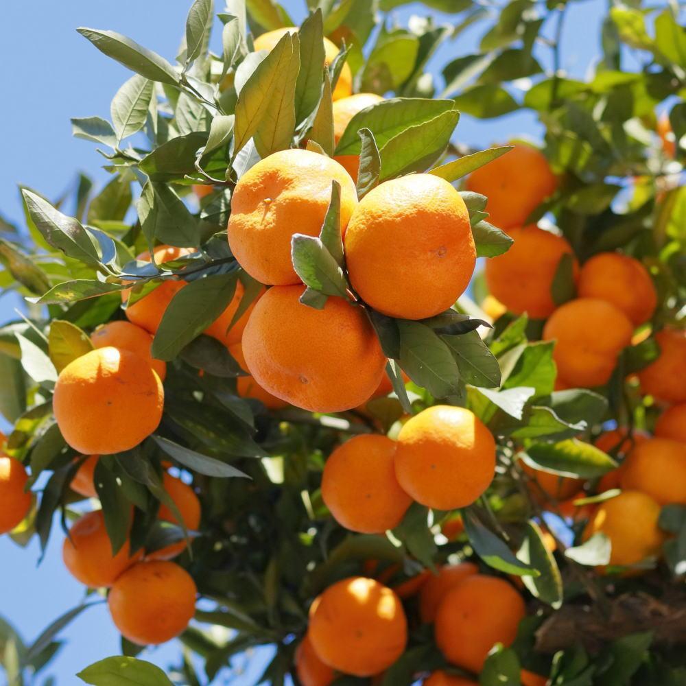 【ふるさと納税】[秀品]和歌山有田みかん約3kg（S～Lサイズ混合）★2025年11月中旬頃より順次発送【TM96】 | フルーツ 果物 くだもの 食品 人気 おすすめ 送料無料 定期便 産地直送 サムネイル3